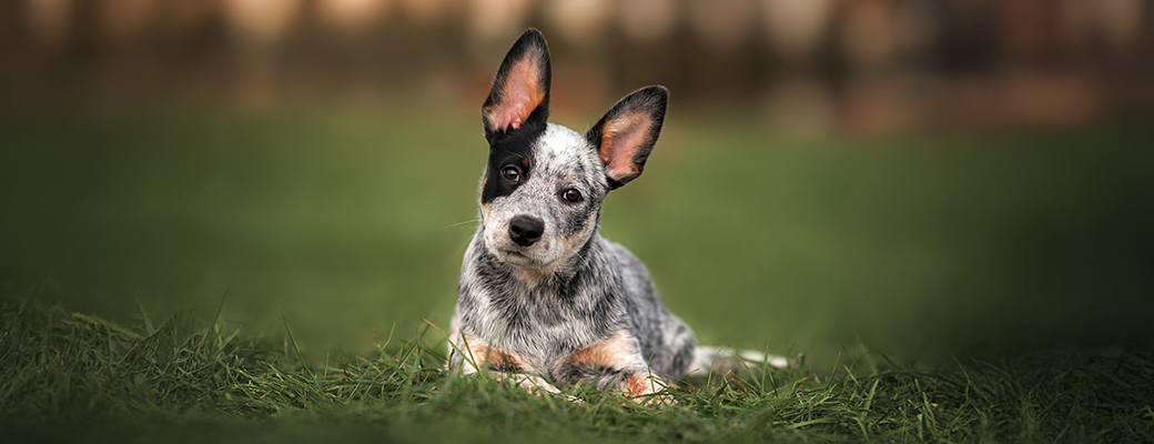 Image of cute dog with pointed ears cocking his head as if trying to hear